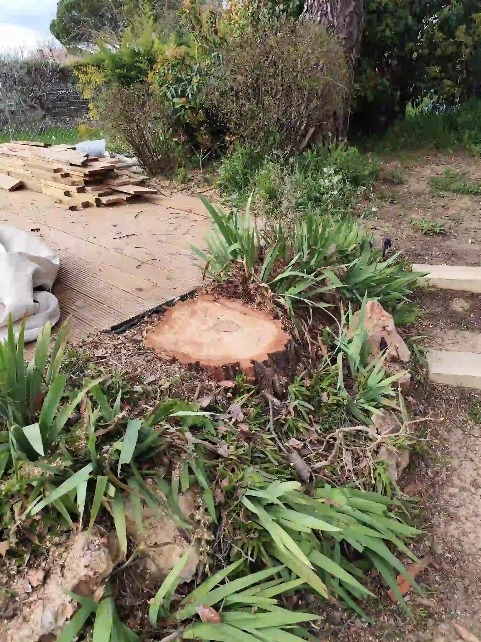 Terrain propre après abattage d'un pin à simiane Collonges