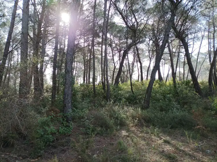 Terrain en friche avant débroussaillage à Aix-en-Provence