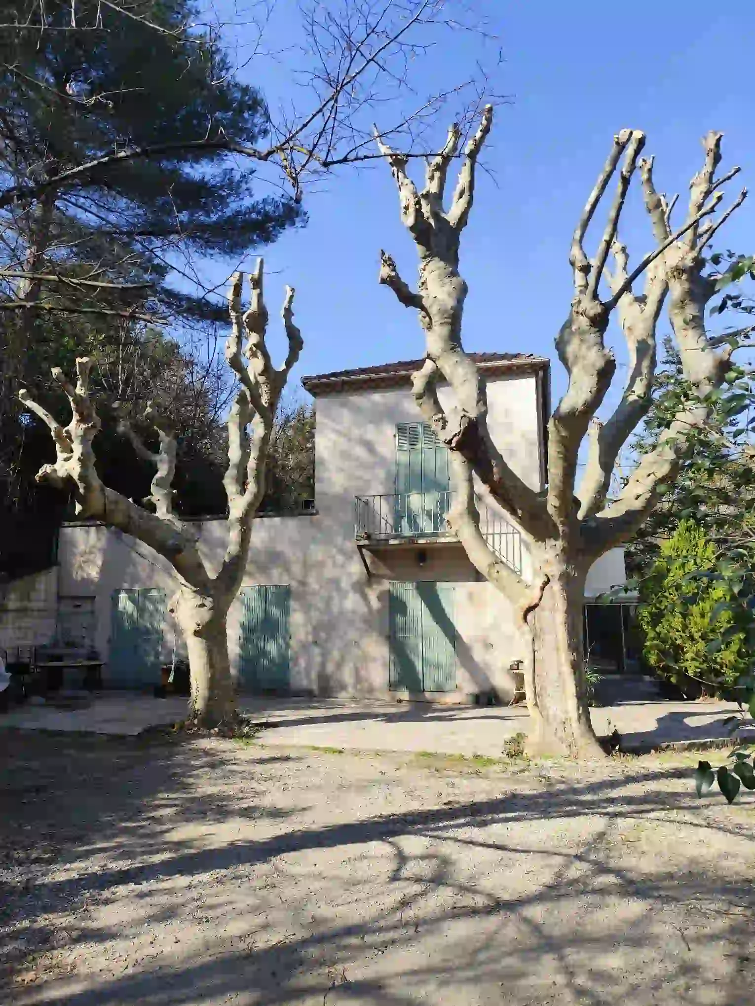 Après élagage platanes Aix-en-Provence