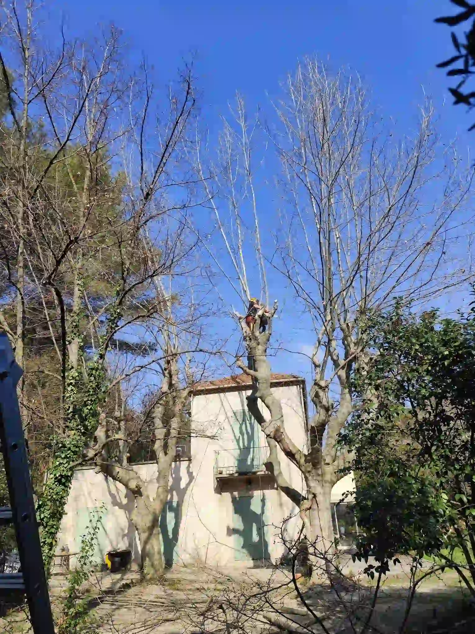 Avant élagage platanes Aix-en-Provence