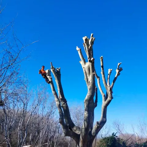 Taille d’un platane à Auriol par un élagueur grimpeur certifié