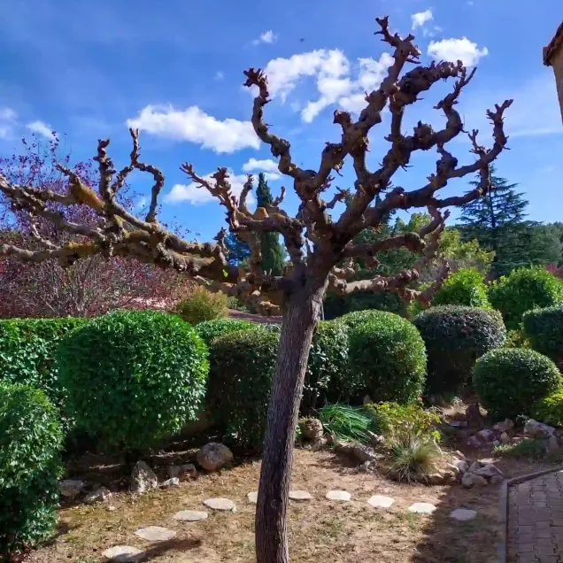 Entretien de jardin à Aix‑en‑Provence réalisé par un professionnel pour un espace extérieur propre et soigné