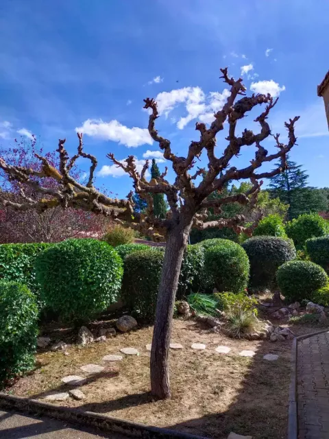 Entretien de jardin à Aix‑en‑Provence réalisé par un professionnel pour un espace extérieur propre et soigné